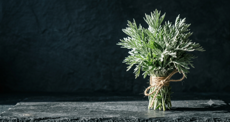 Bundle of fresh silver-green Artemisia stems with feathery leaves on dark slate